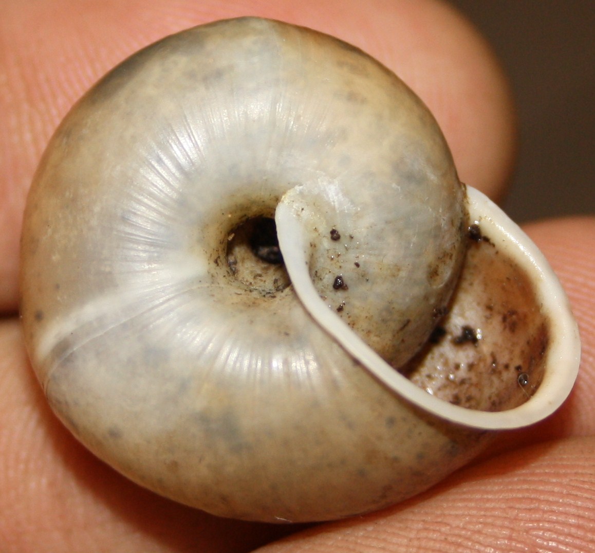 Chilostoma da identificare